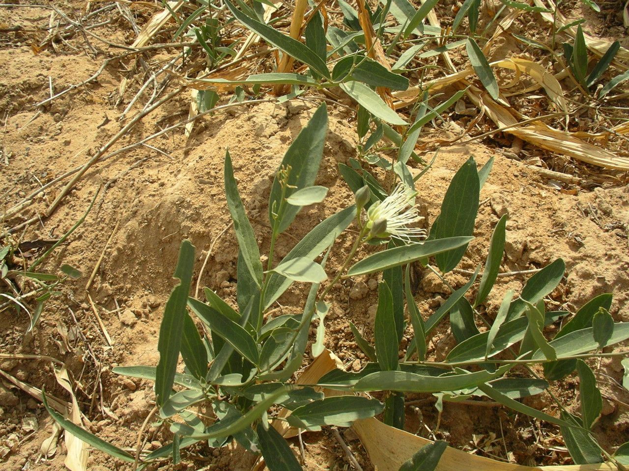 Maerua oblongifolia habit
