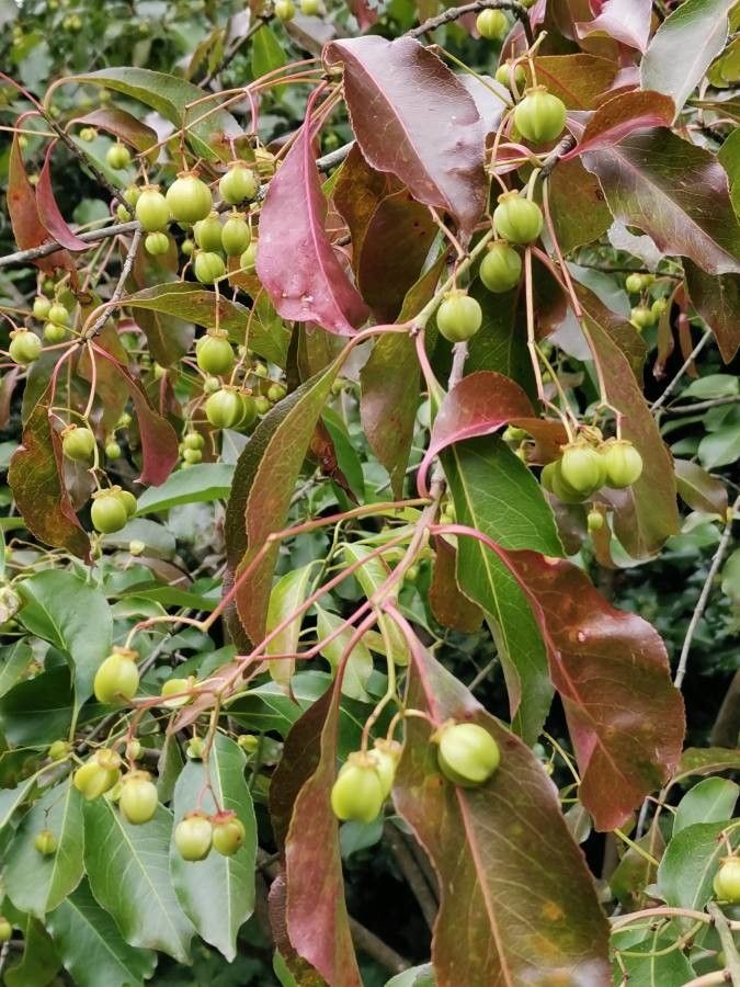 Euonymus carnosus fruit