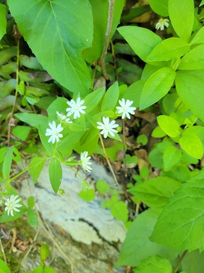 Stellaria littoralis — search result for 'Stellaria'