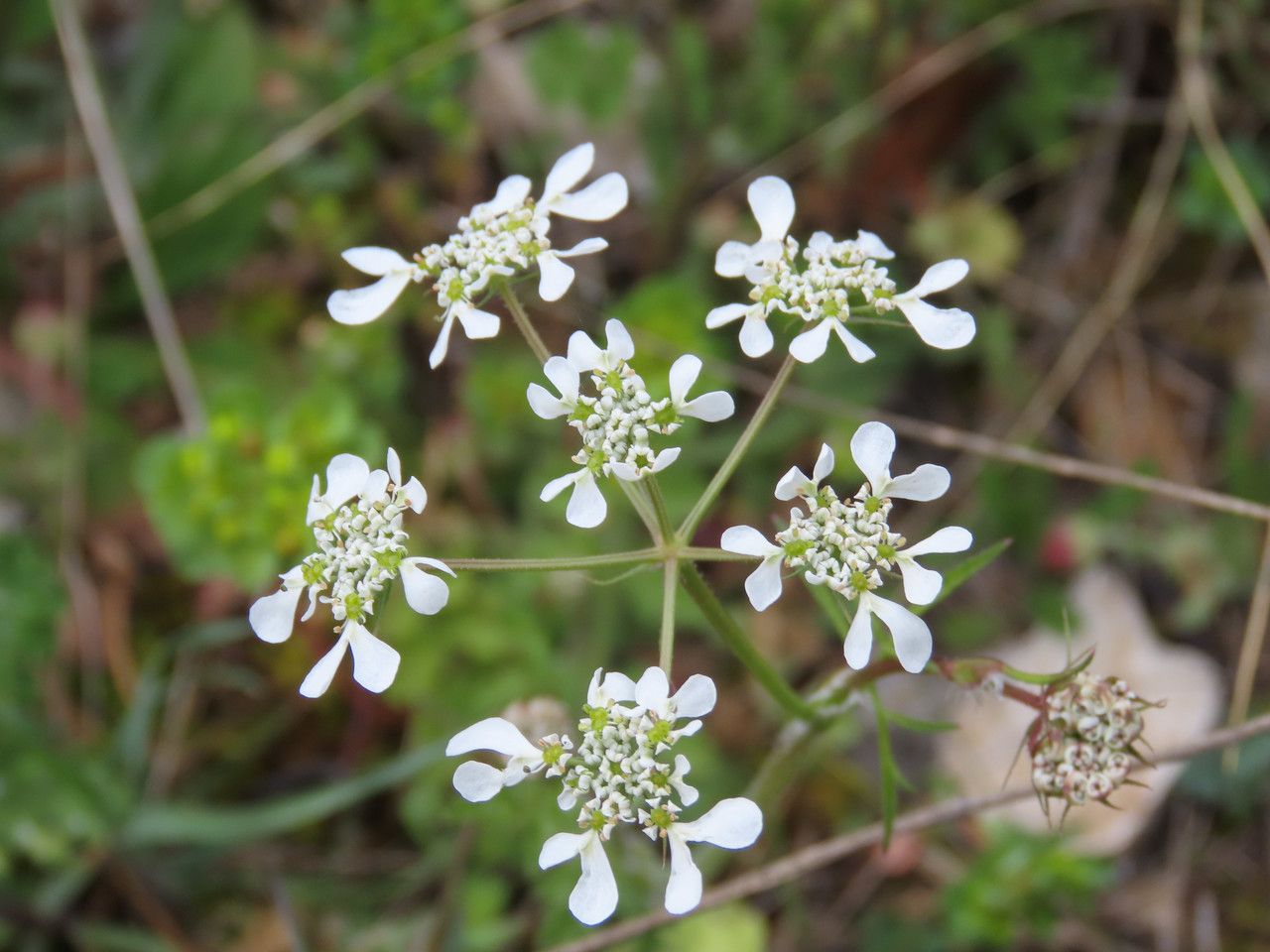 Tordylium apulum flower