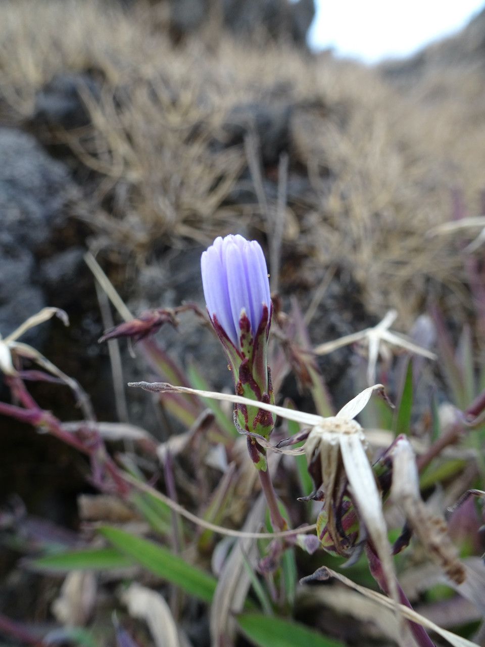 Lactuca inermis flower