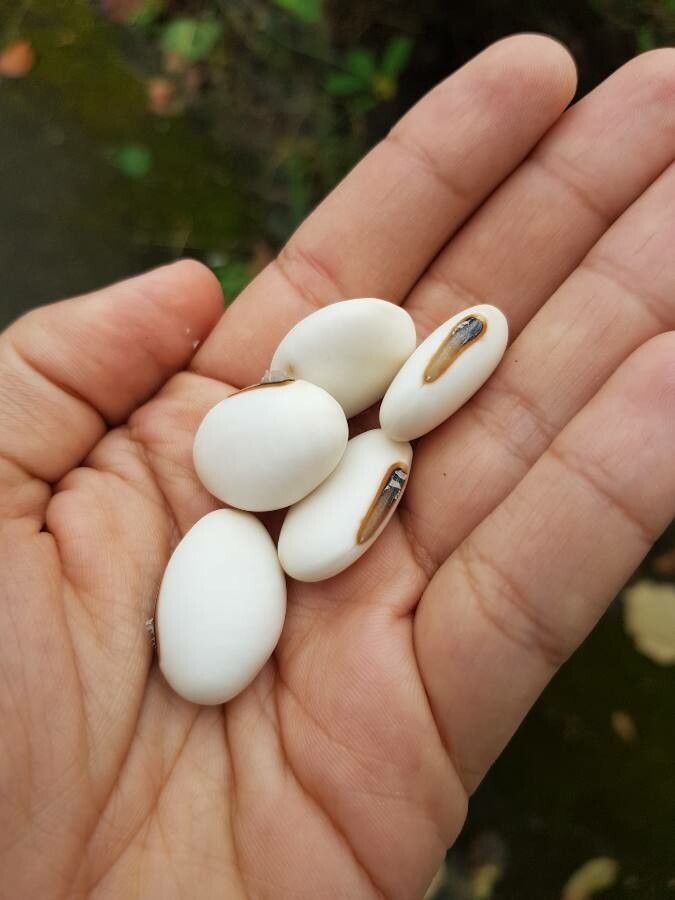 Canavalia ensiformis fruit
