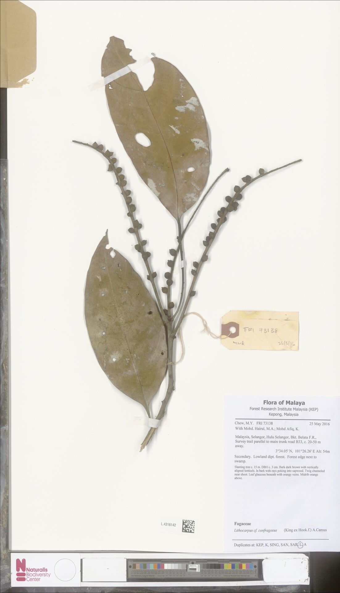 Lithocarpus confragosus — search result for 'Lithocarpus'