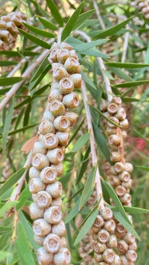 Callistemon linearis fruit