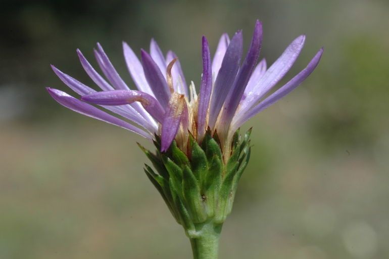 Oreostemma elatum flower