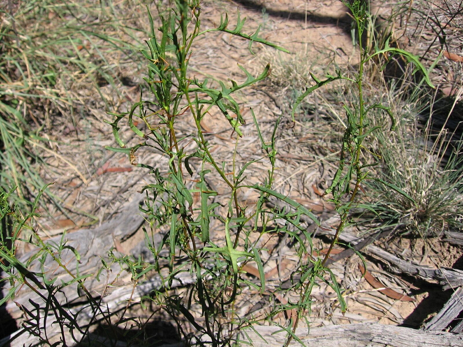 Solanum dissectum — houseplant care guide