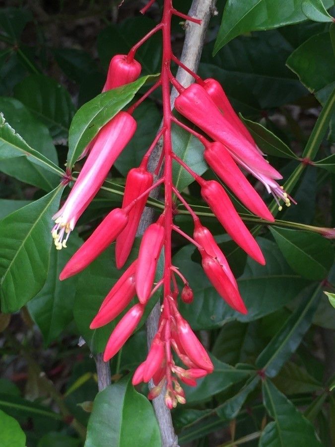 Quassia amara flower