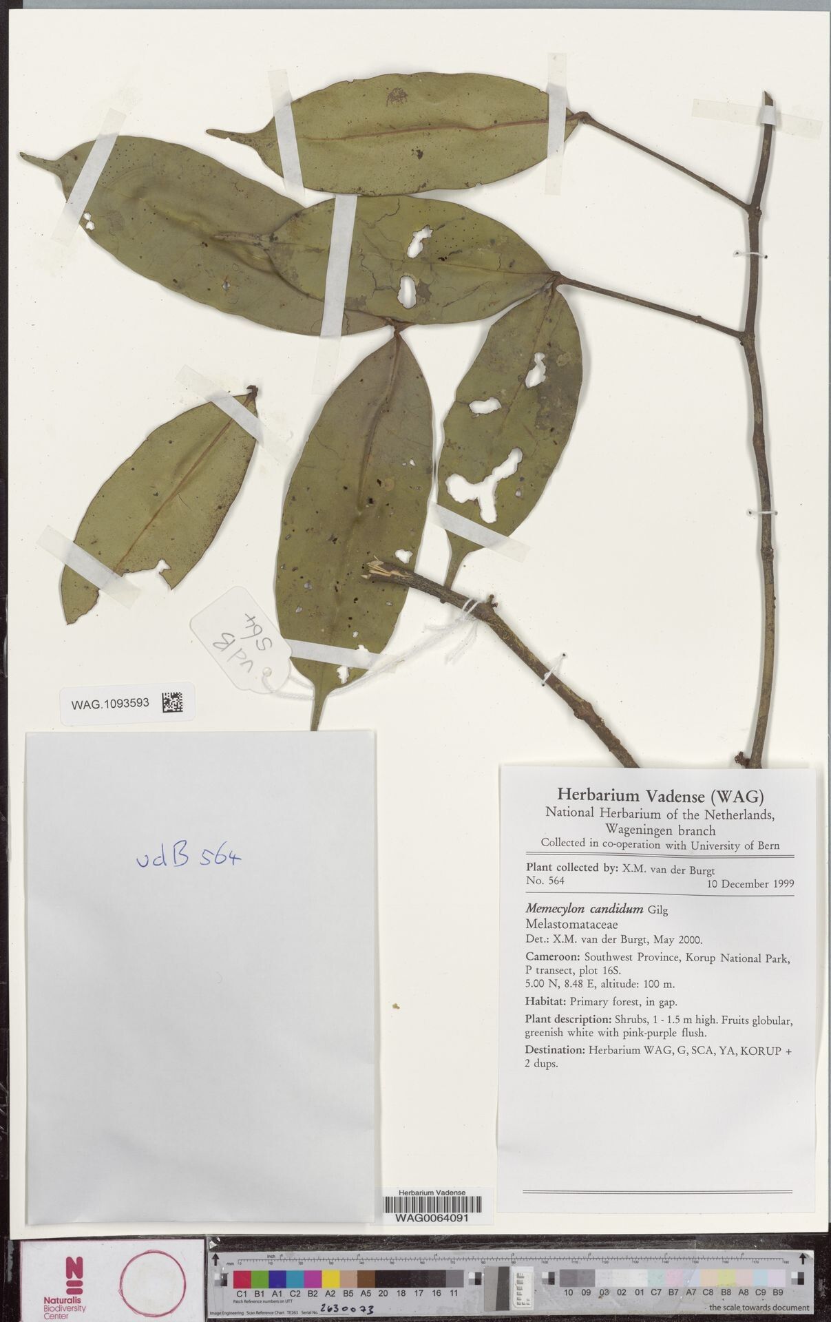 Memecylon korupense — houseplant care guide