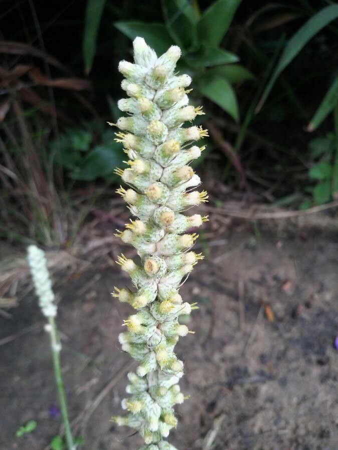 Pterocaulon virgatum flower