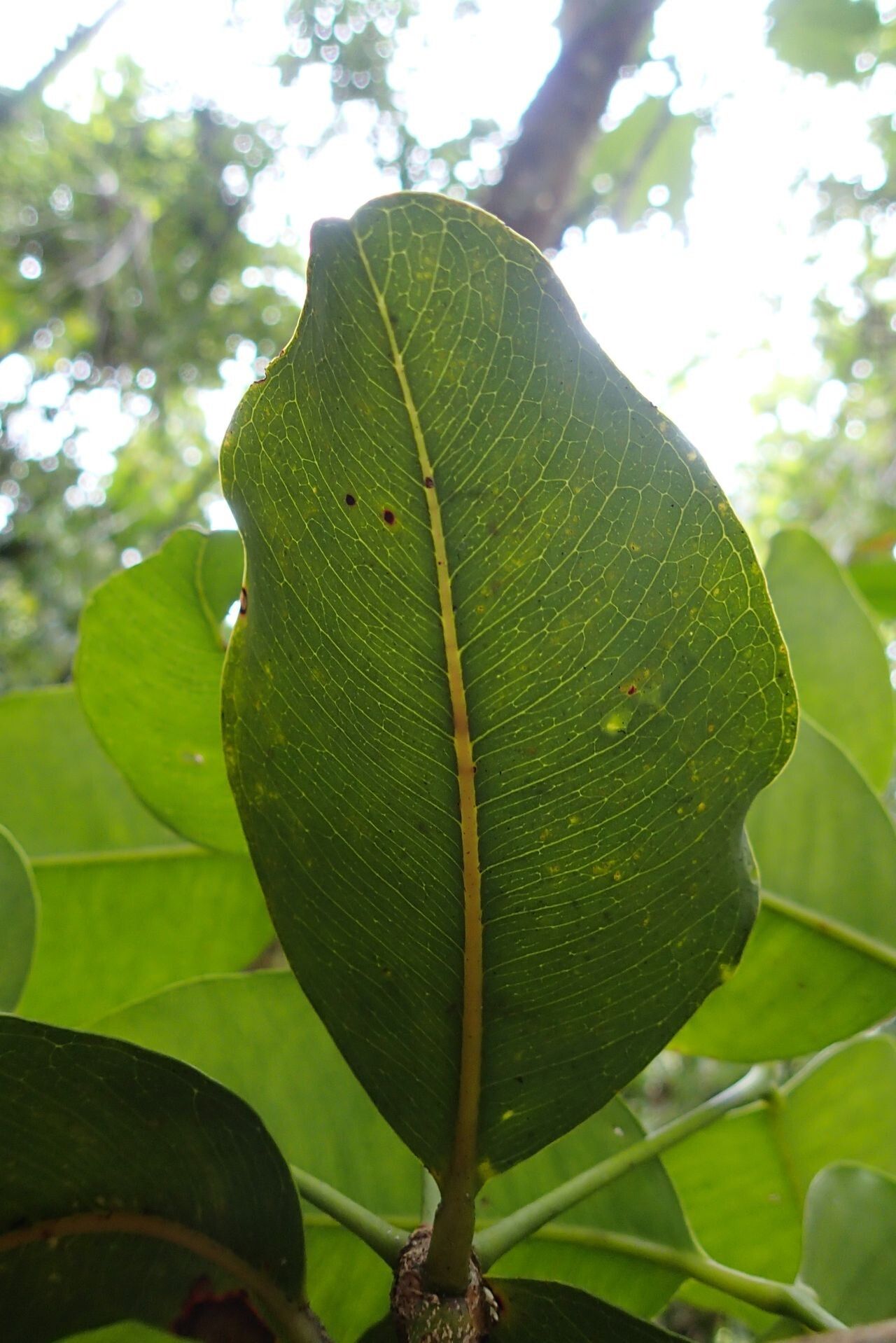 Syzygium amieuense — houseplant care guide