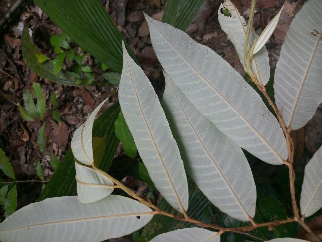 Parinari montana leaf