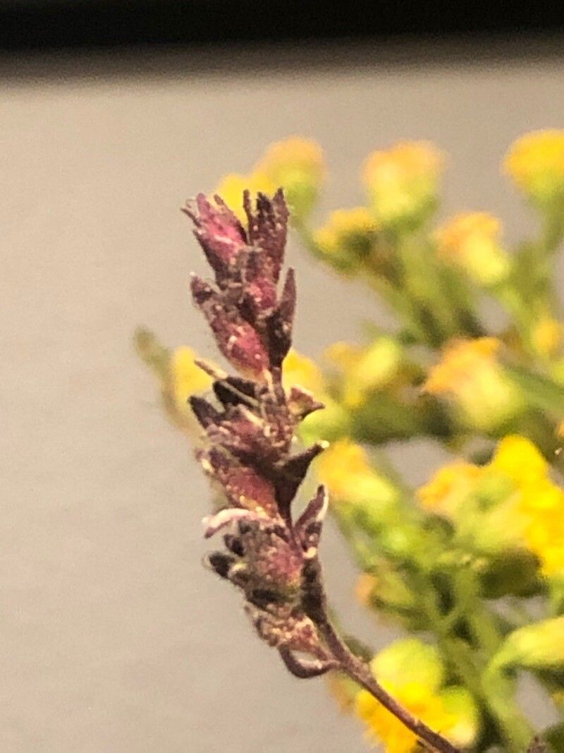 Odontites viscosus fruit