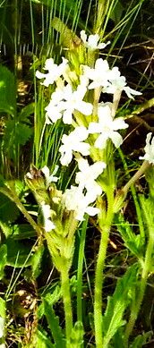 Verbena teucrioides — houseplant care guide