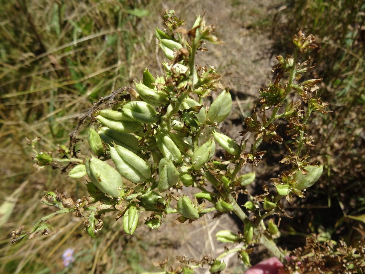 Veratrum californicum fruit