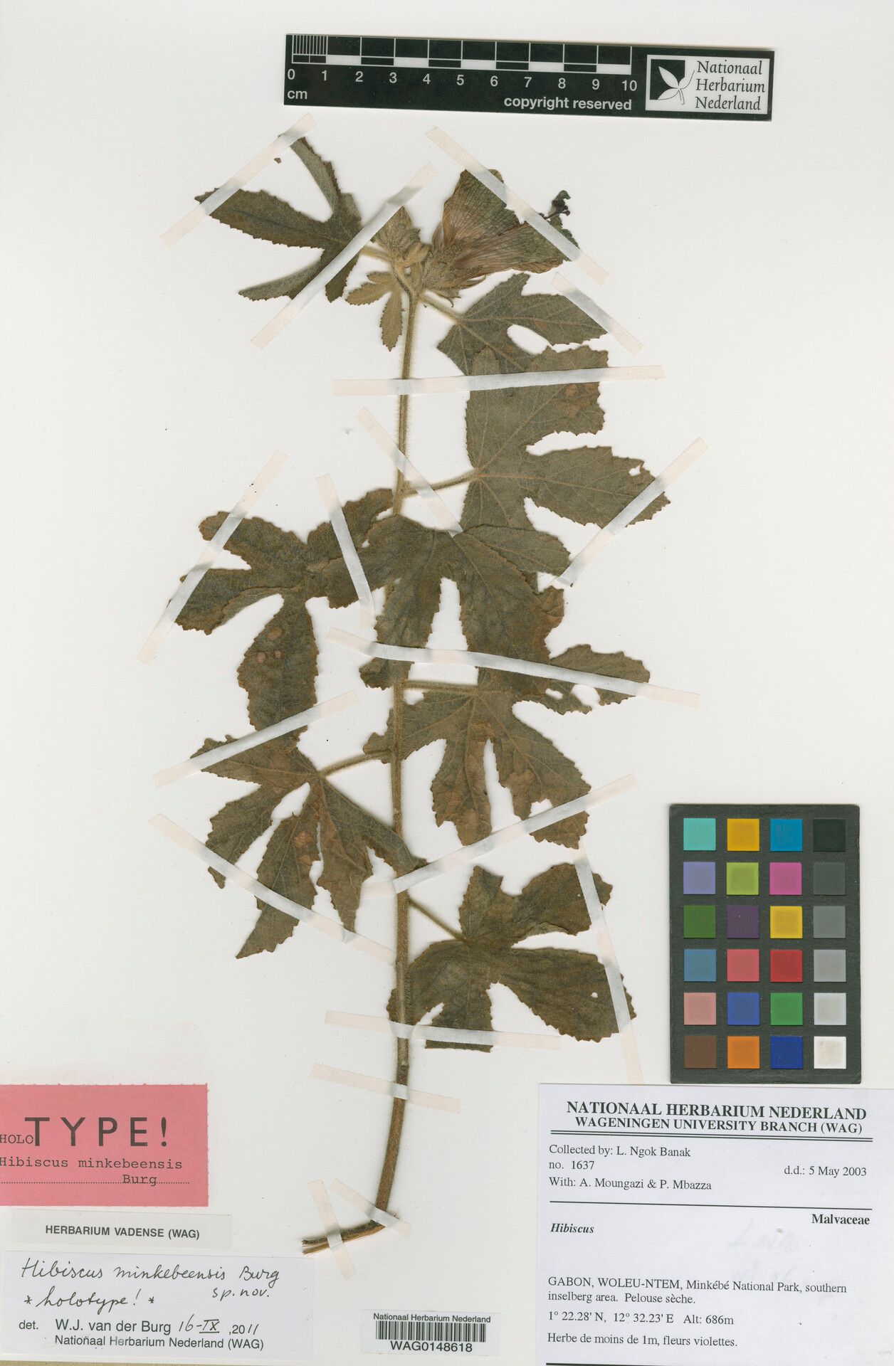 Hibiscus minkebeensis — houseplant care guide