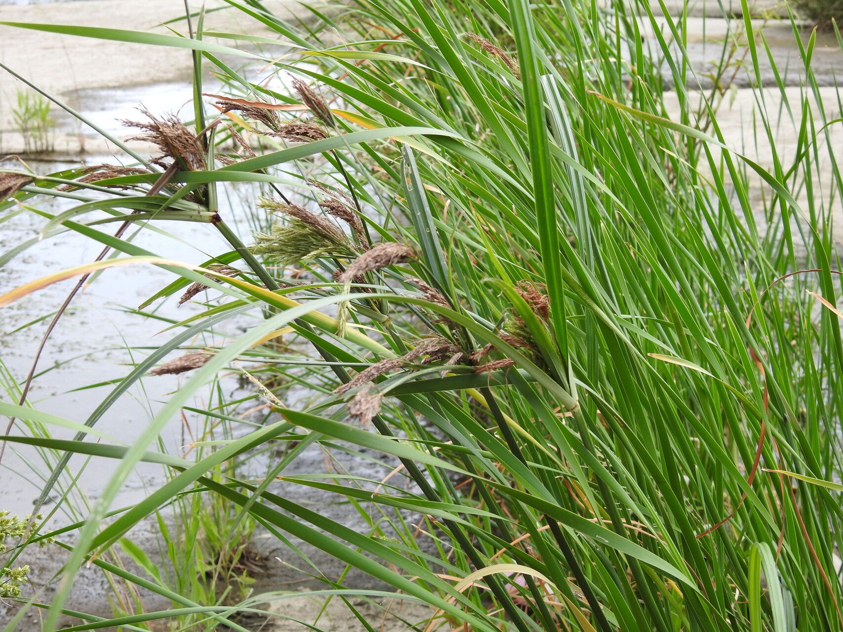 Cyperus nutans habit