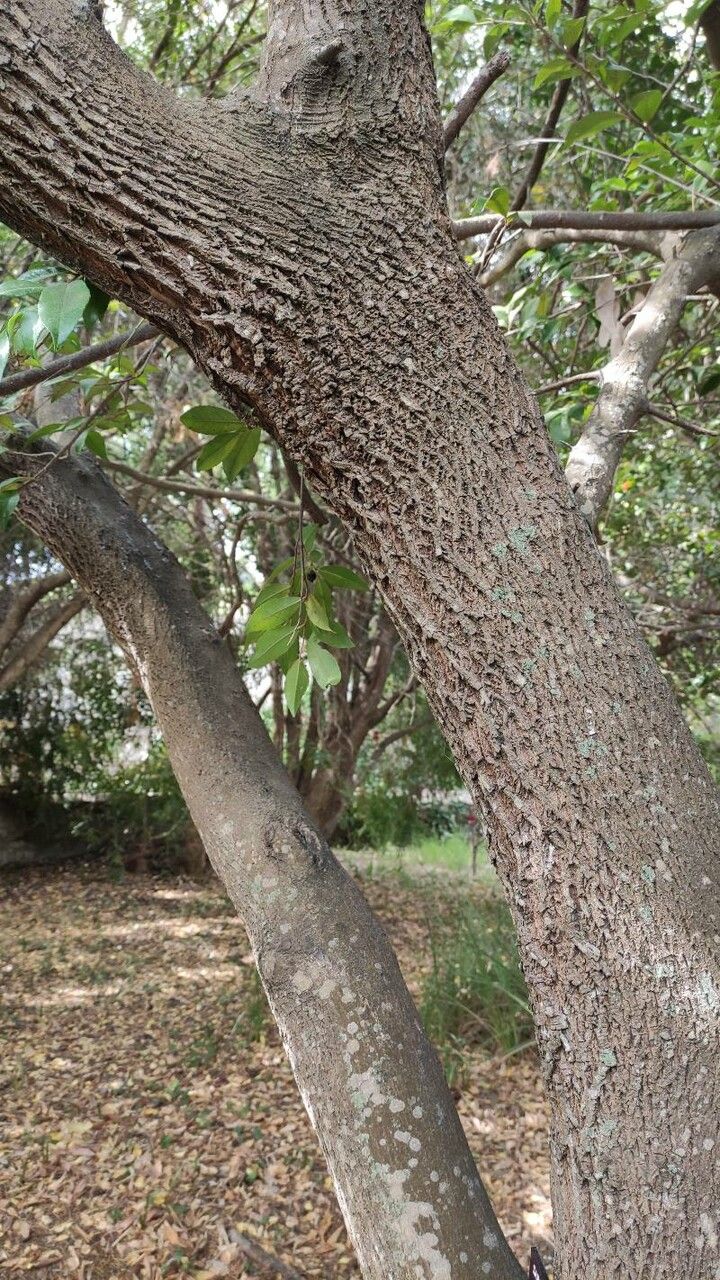Sideroxylon lycioides bark