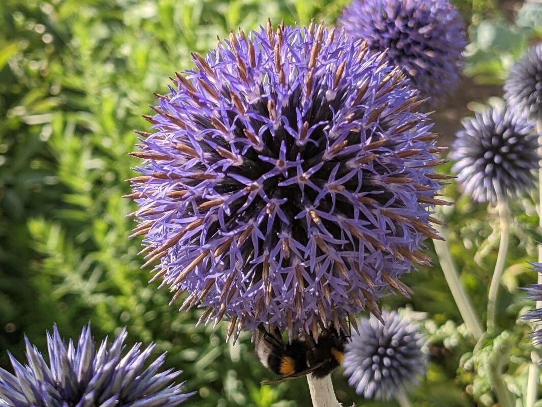 Echinops bannaticus flower