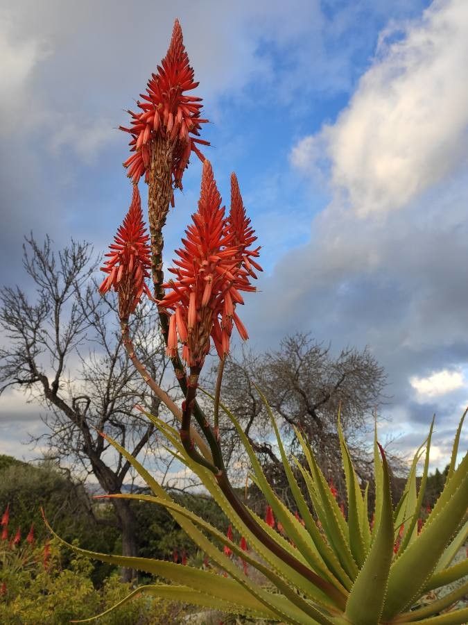 Aloe pluridens other