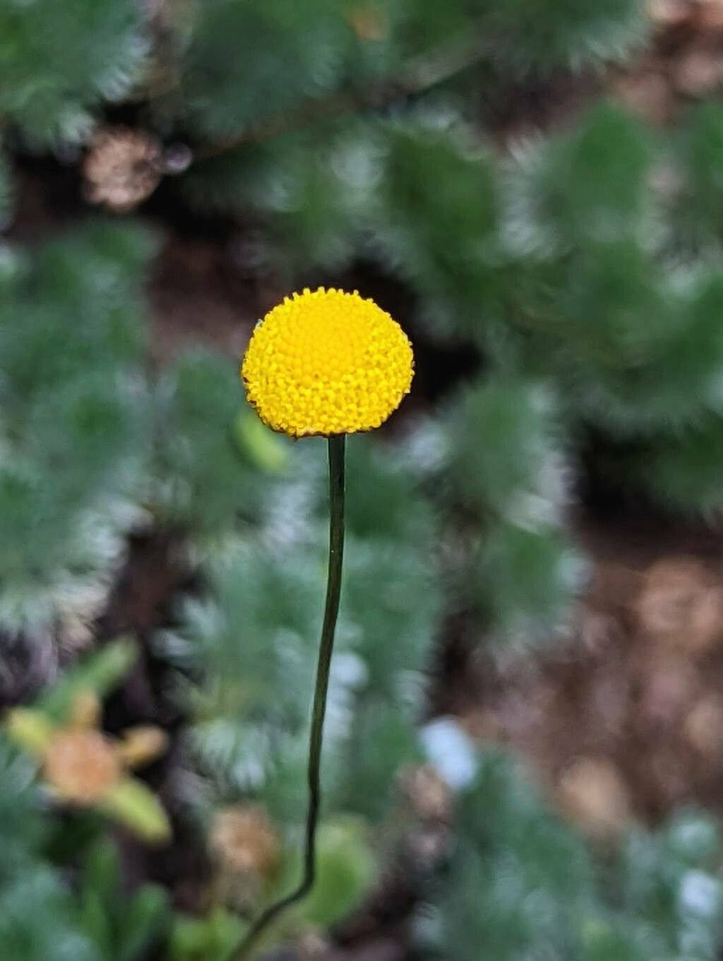 Cotula hispida flower