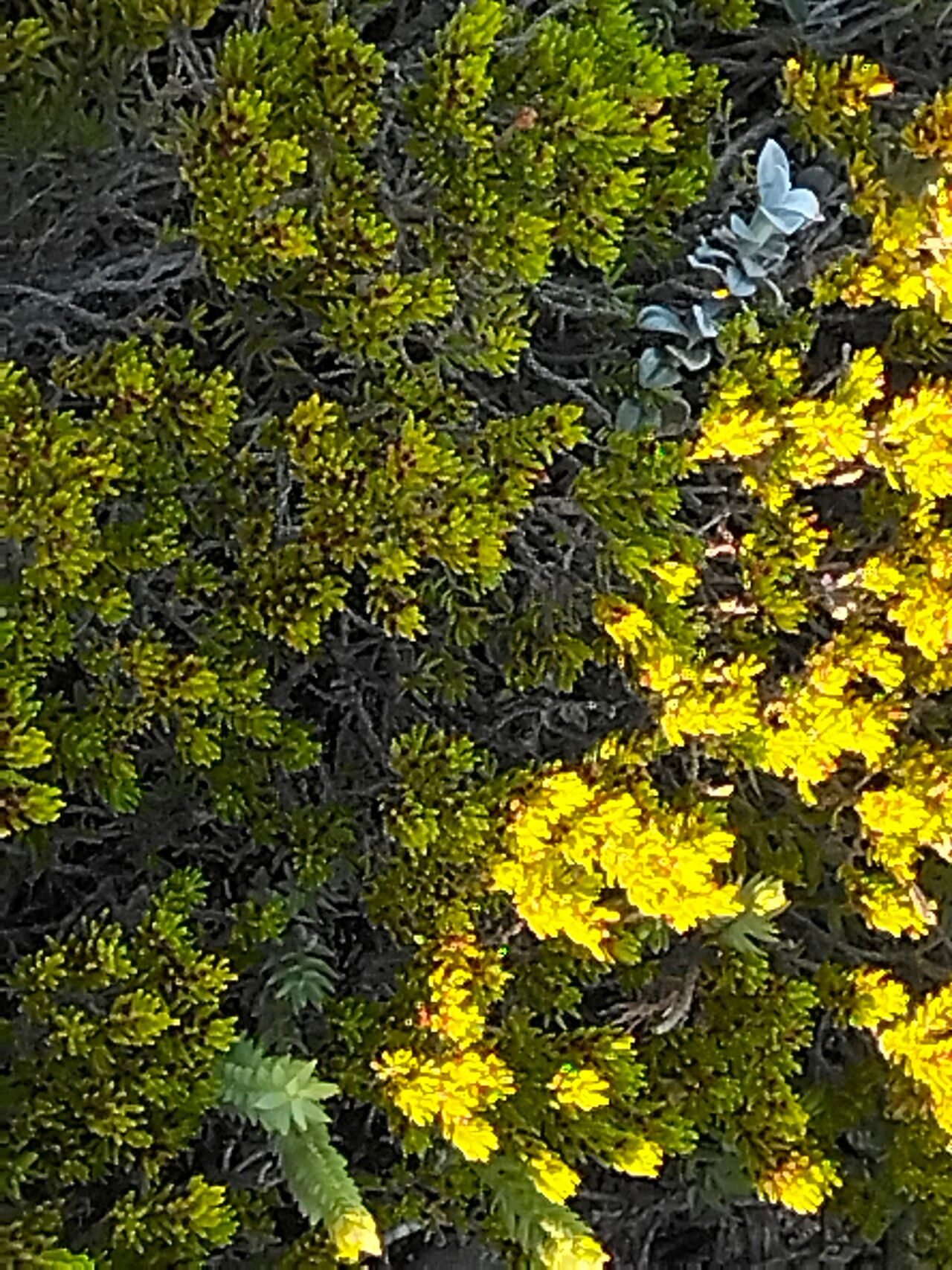 Erica coarctata habit