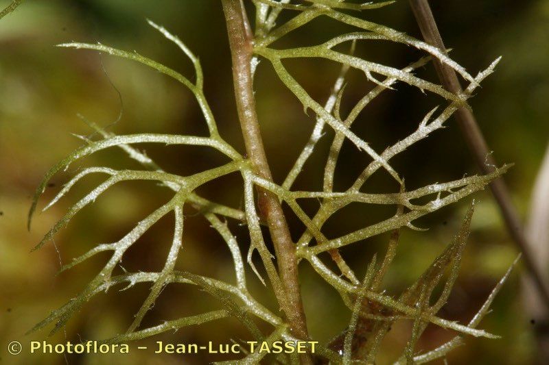 Utricularia stygia fruit