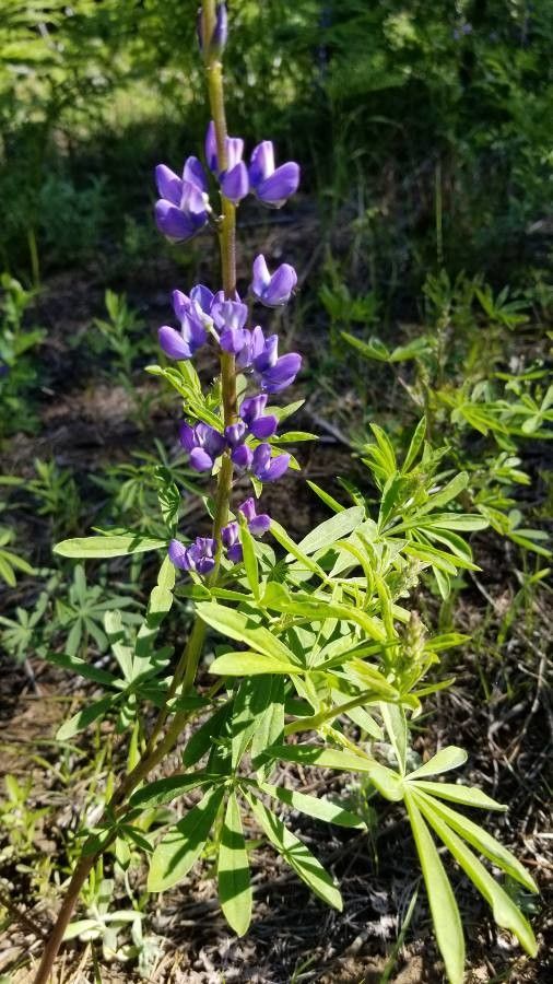 Lupinus oreganus flower