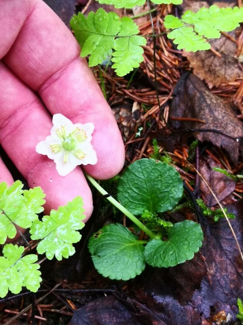 Moneses uniflora flower