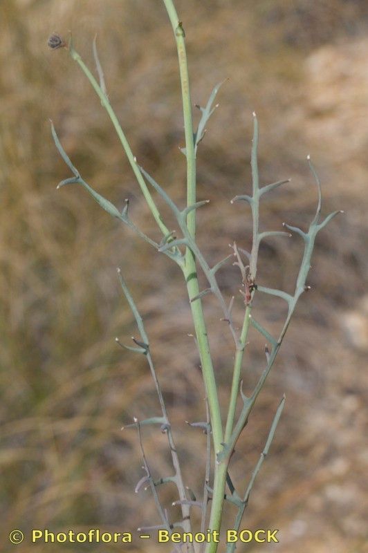 Launaea pumila fruit