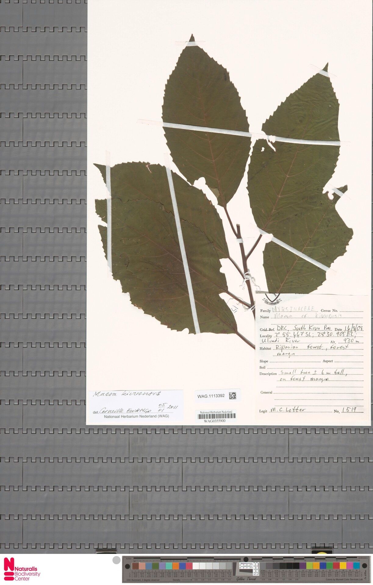 Maesa kivuensis — houseplant care guide