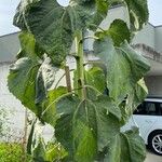 Helianthus giganteus