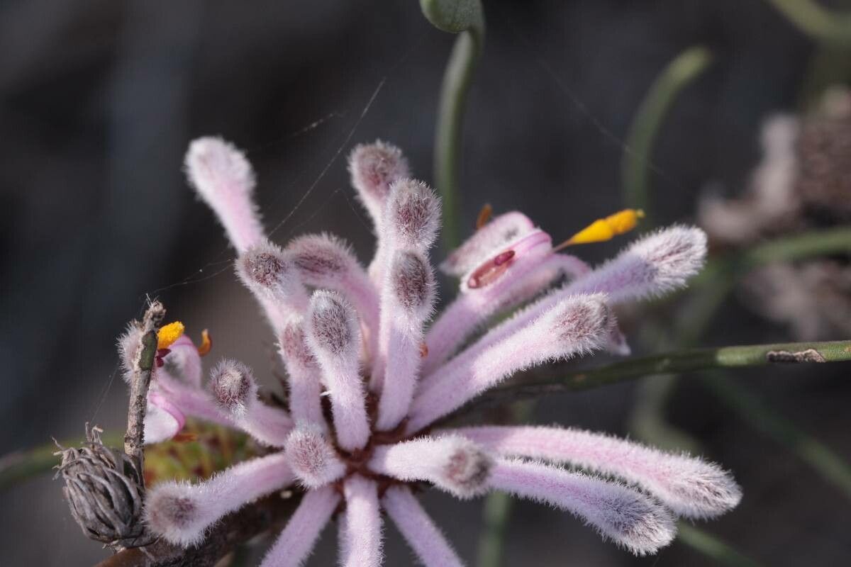 Petrophile linearis — houseplant care guide