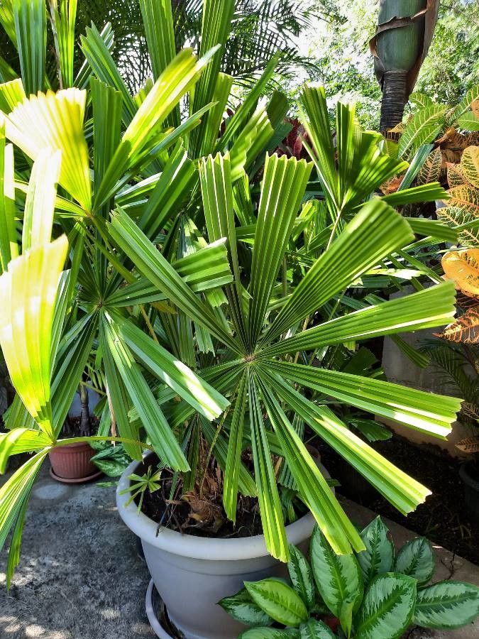 Licuala rumphii leaf