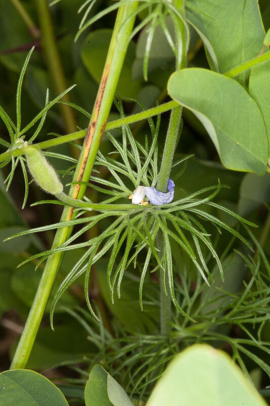 Consolida ajacis — search result for 'Ranunculaceae'