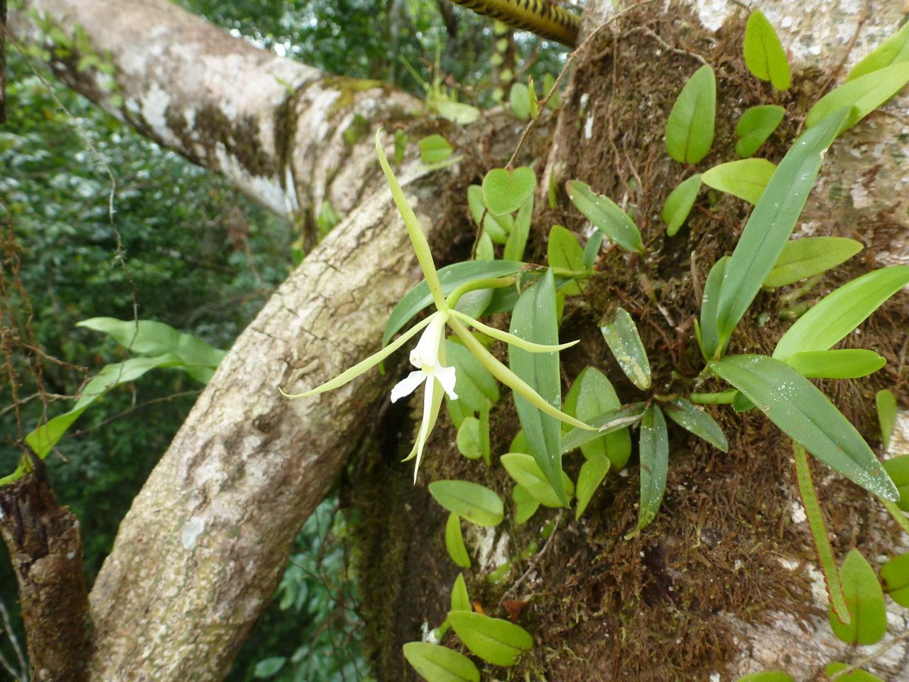Epidendrum nocturnum habit