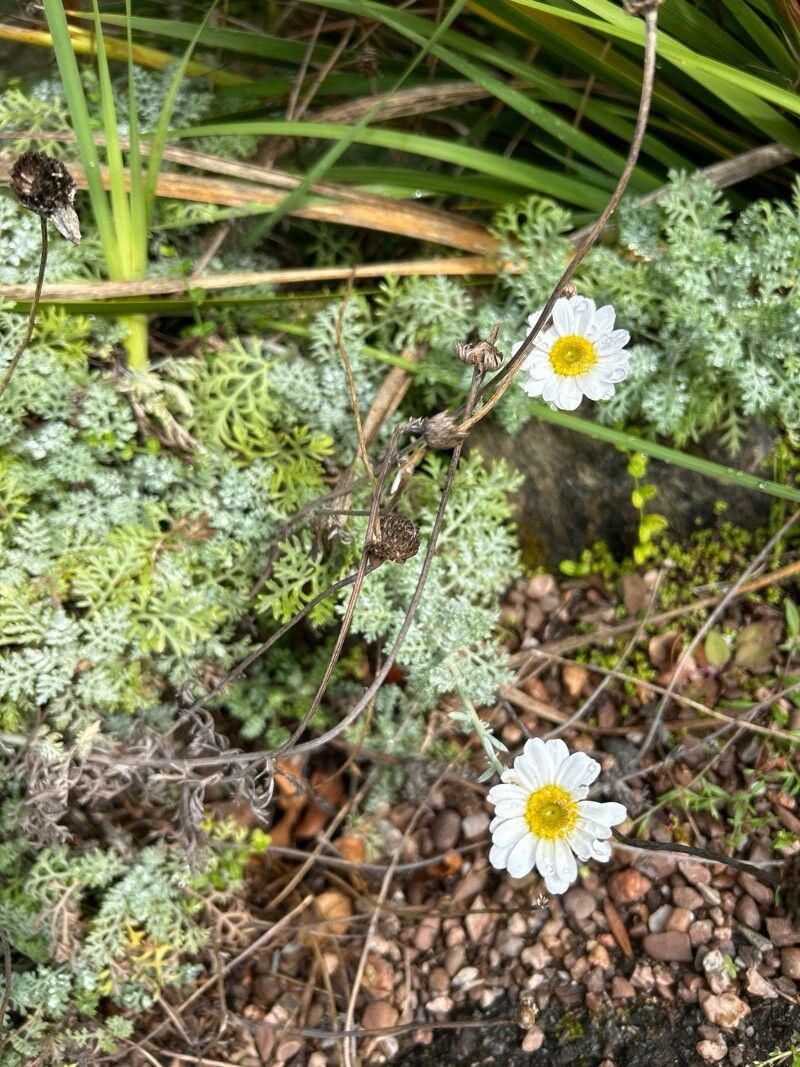 Anthemis punctata flower