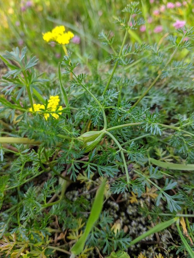 Lomatium utriculatum leaf