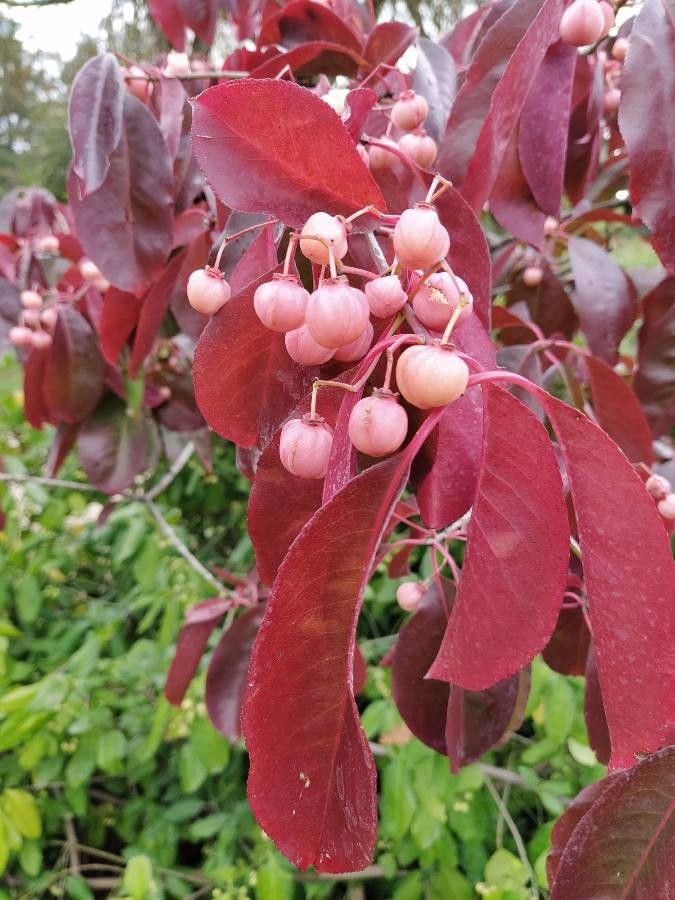 Euonymus grandiflorus — search result for 'Celastraceae'