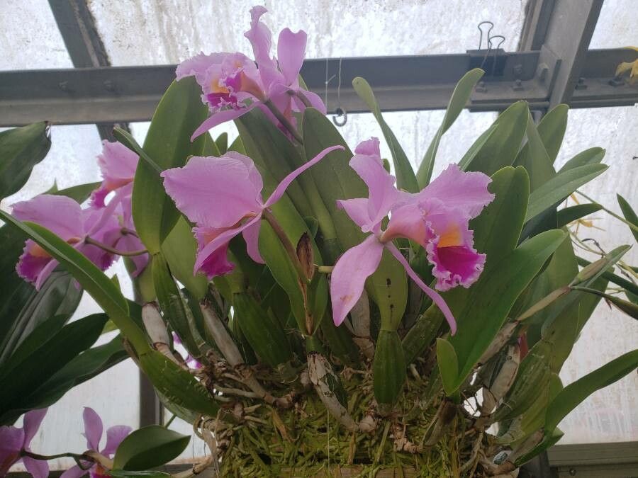 Cattleya warscewiczii habit