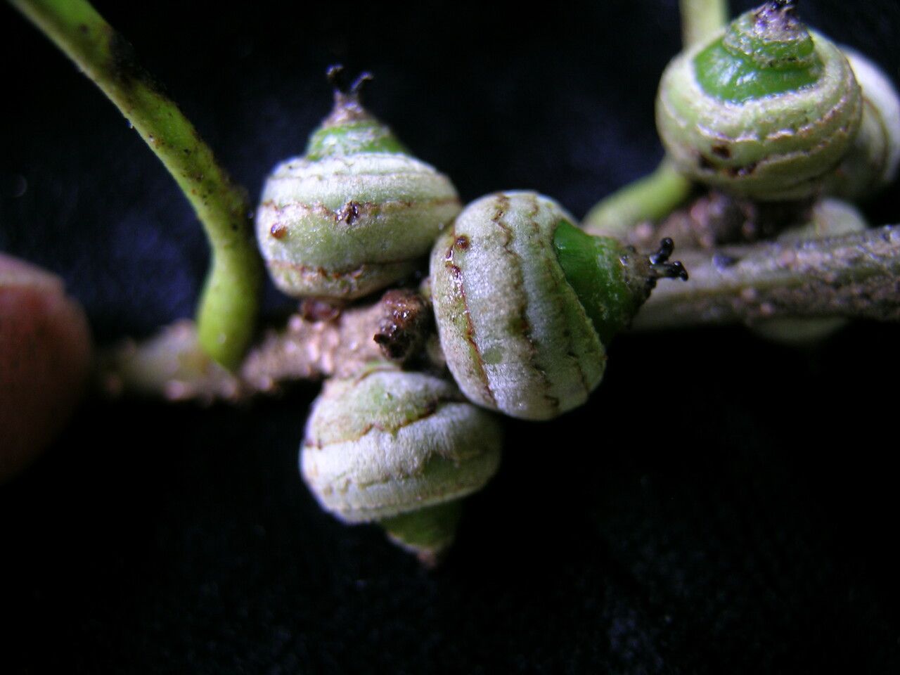 Quercus oxyodon fruit