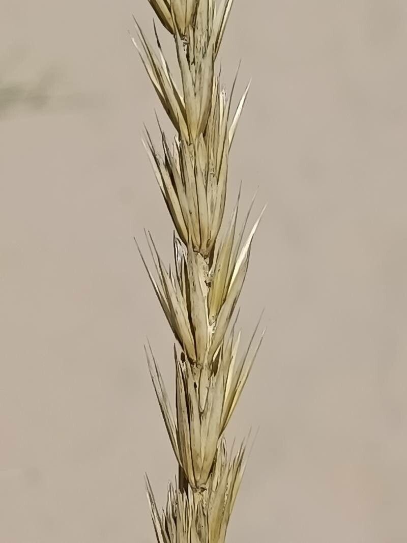 Leymus arenarius fruit