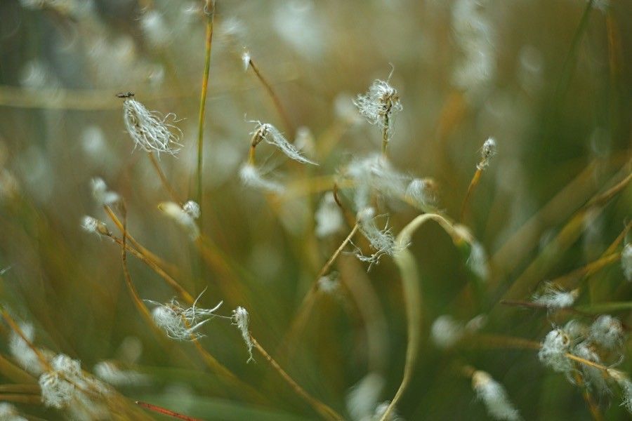 Trichophorum alpinum flower
