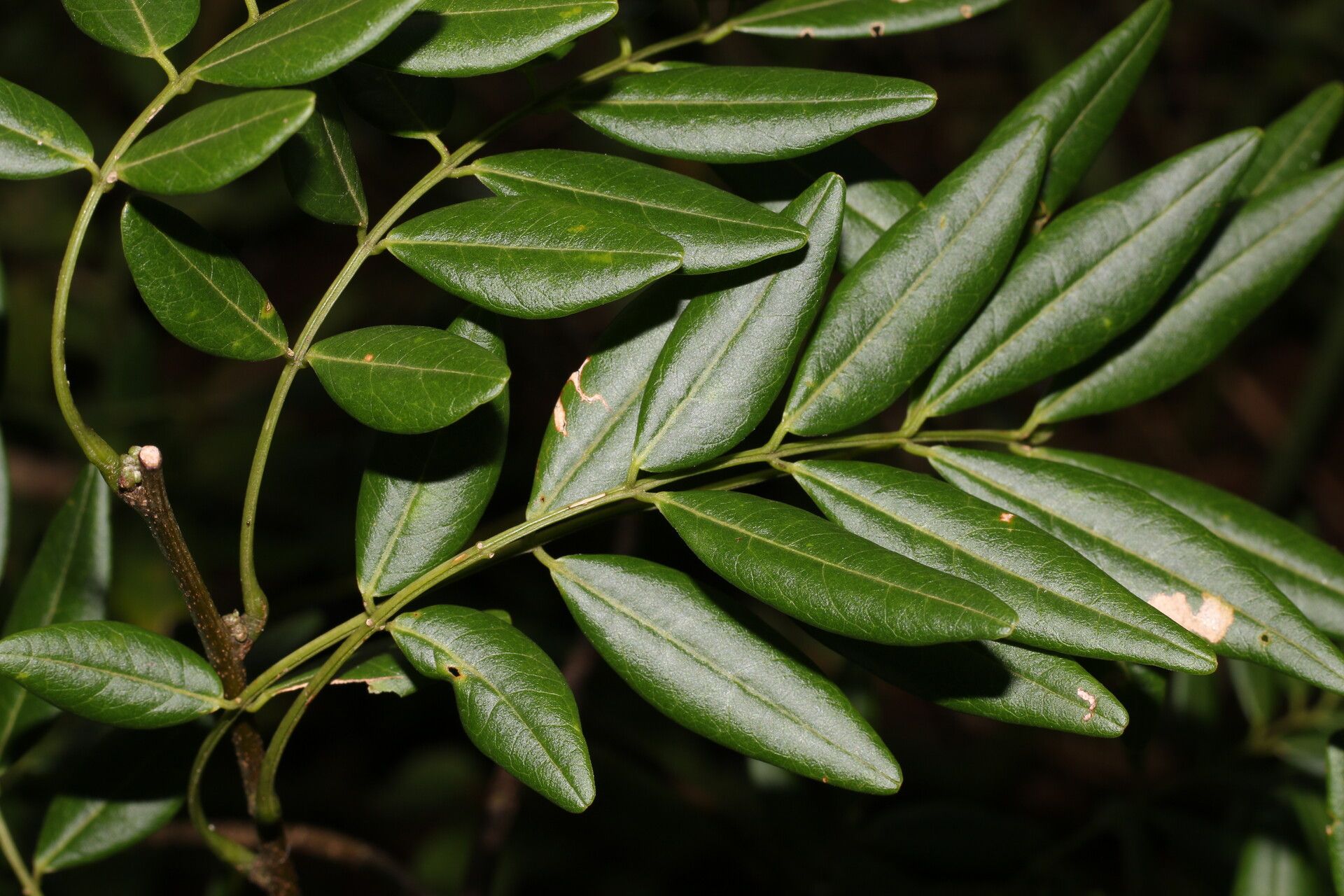 Lonchocarpus schiedeanus — houseplant care guide