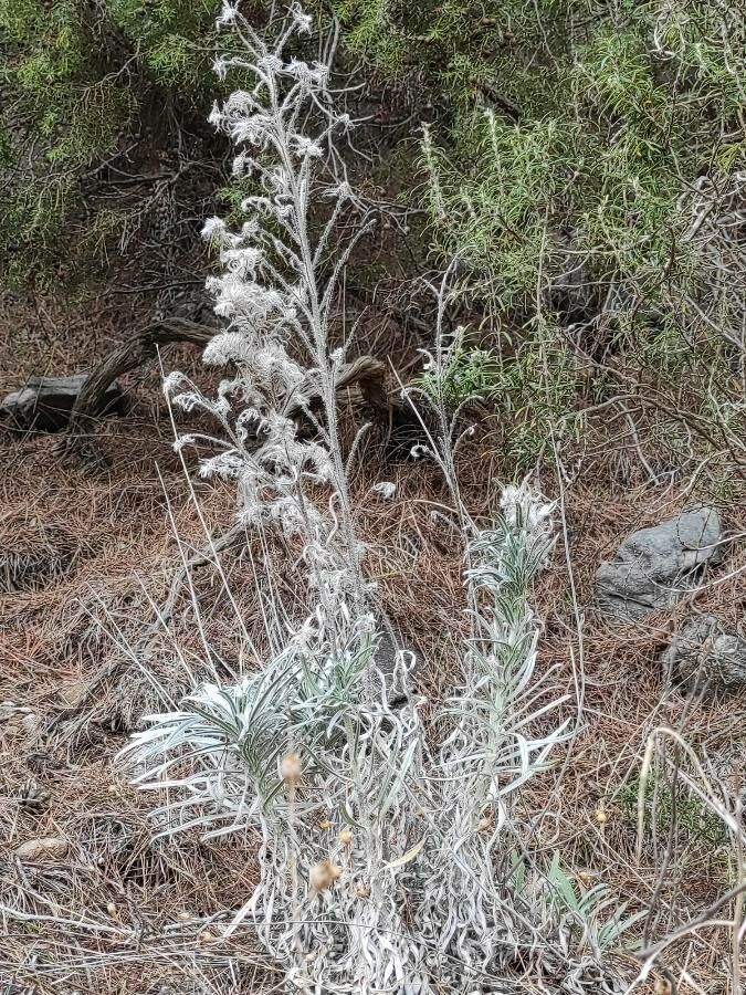 Pseudognaphalium microcephalum other