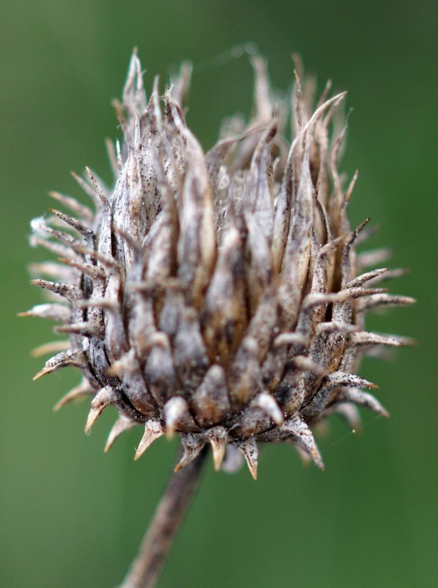 Ptilostemon gnaphaloides fruit