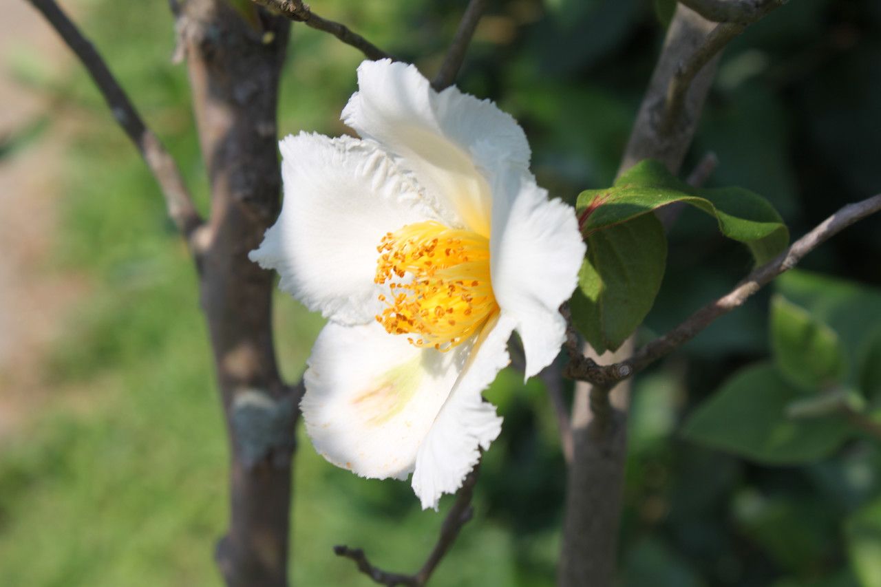 Stewartia ovata flower