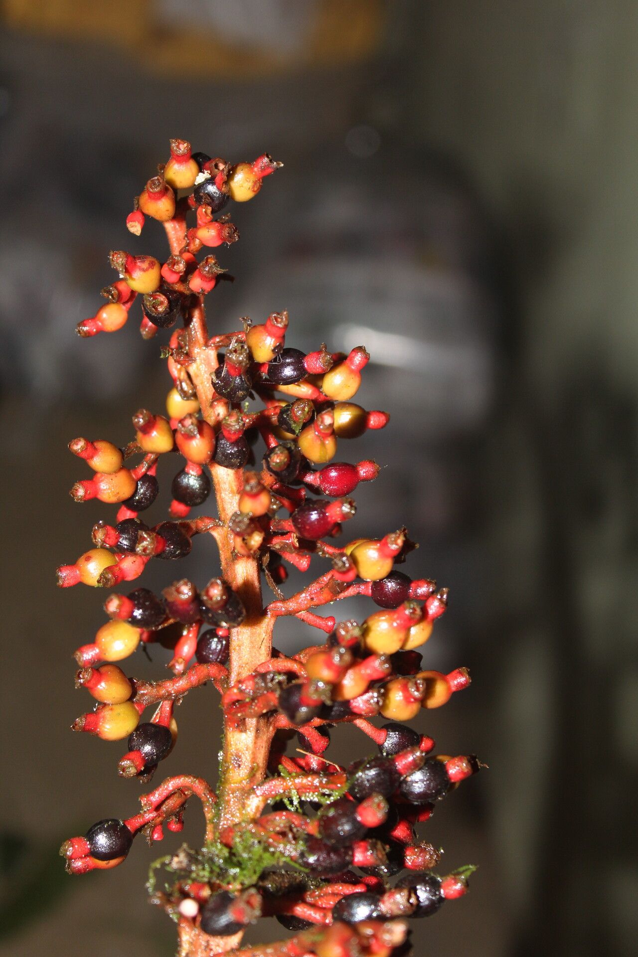 Renealmia mexicana fruit