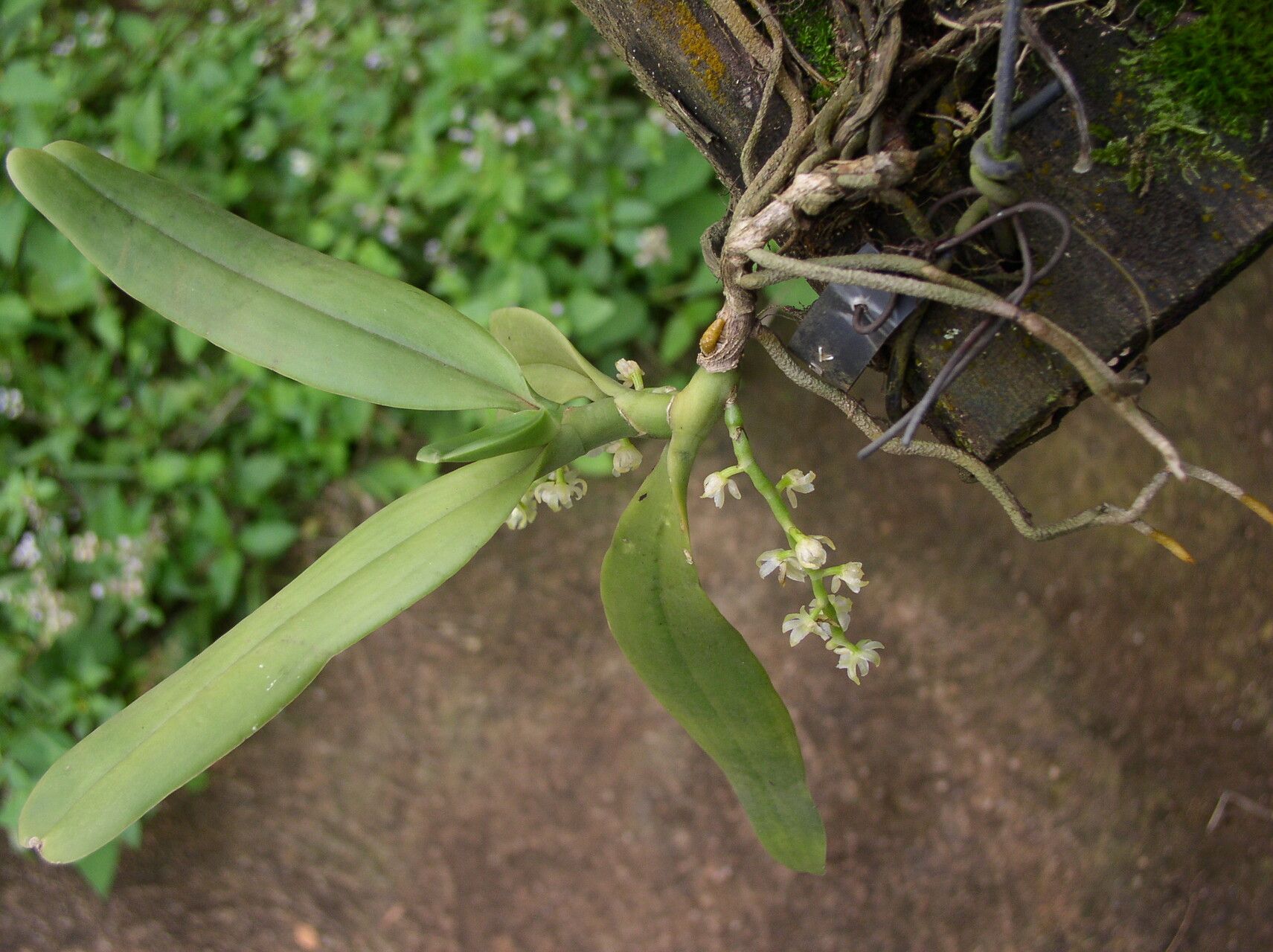 Diaphananthe suborbicularis habit