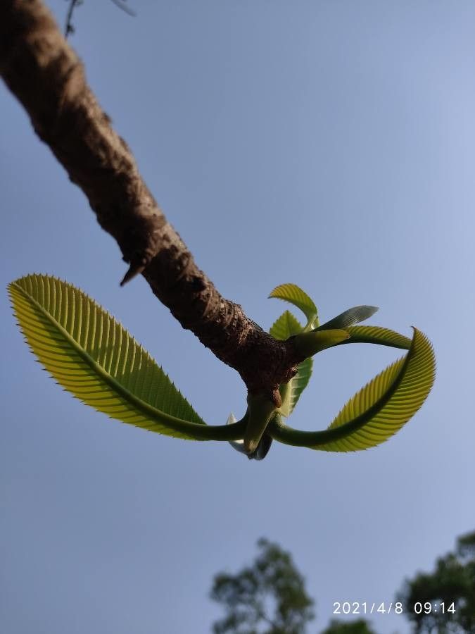 Dillenia pentagyna leaf