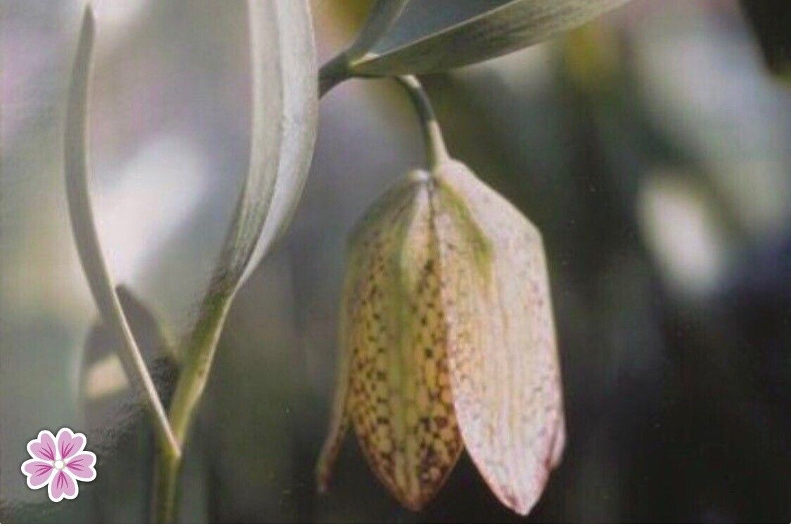 Fritillaria lagodechiana — search result for 'Fritillaria'
